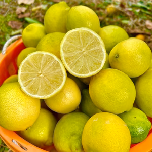 果汁たっぷり！期間限定★完熟ライム★