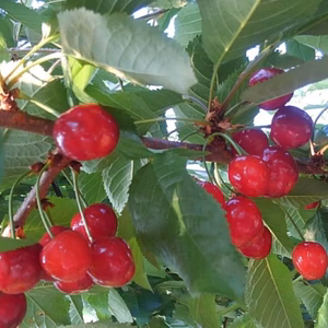 大人気！大粒 さくらんぼ　紅秀峰　１ｋｇ　バラ詰め　LL～３L