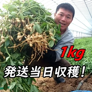 『おおまさり 生落花生 1kg』茹で落花生に最適！千葉県産のジャンボピーナッツ♪
