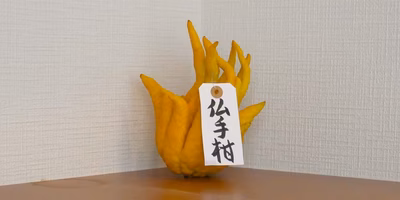 縁起は良さそうだけどヘンな柑橘『仏手柑』とは？香って観察して食べてみた