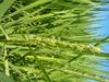 【30年産】　毎日おいしく無肥料特別栽培コシヒカリ玄米5kｇ　