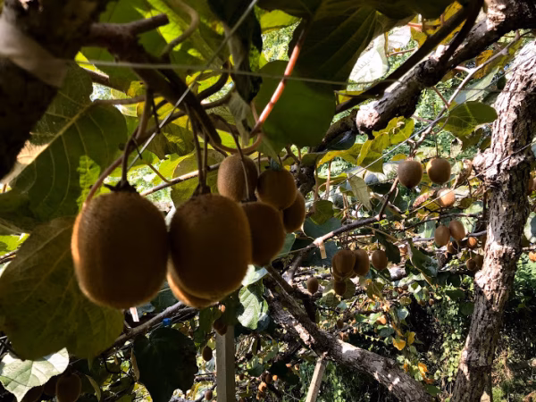 【12月発送】ぶどう棚で育った★自然栽培キウイ★