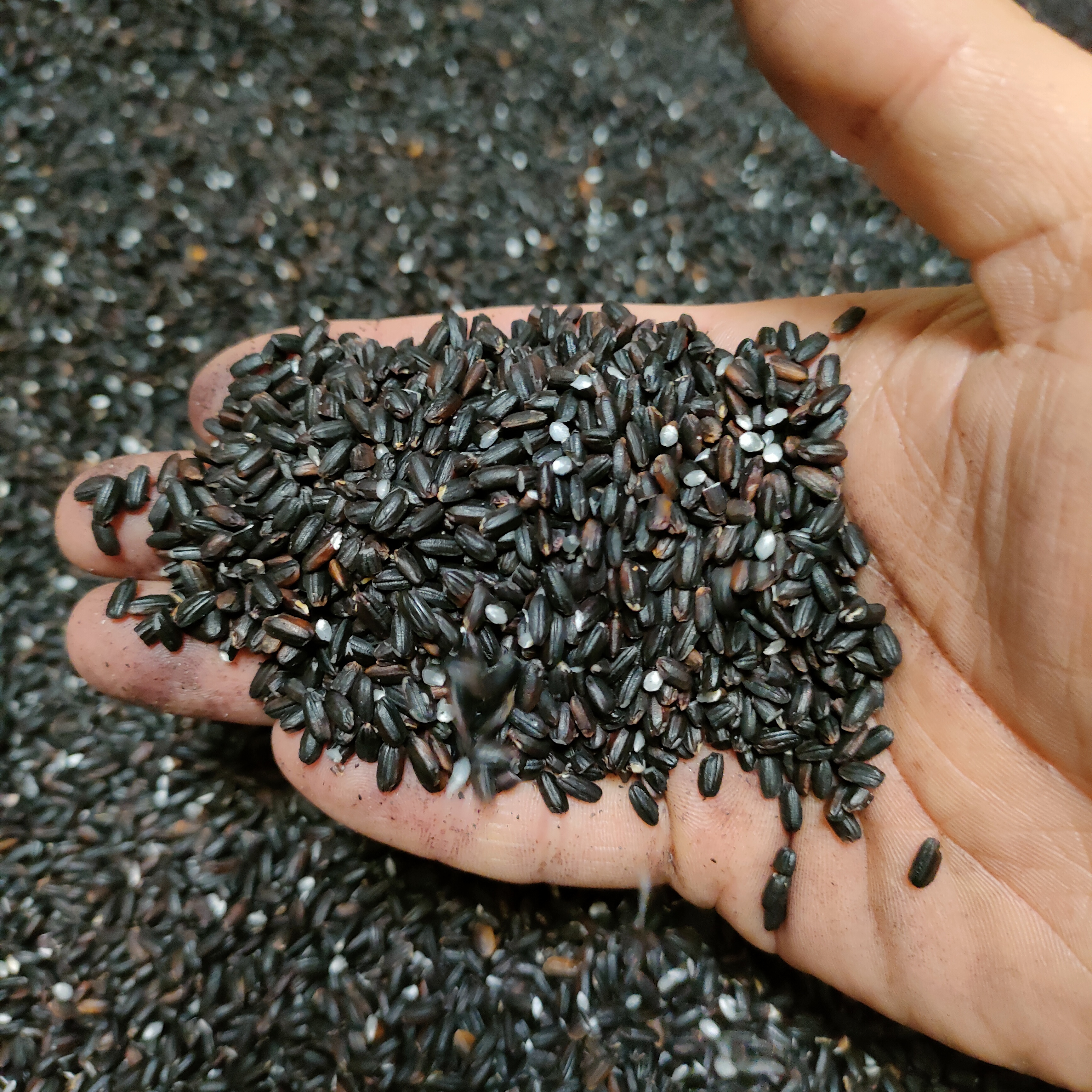 無選別黒米15キロ