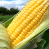 【訳あり】【７月】毎日の食卓を彩る⭕️究極のフレッシュとうもろこし♪５本〜