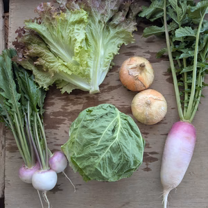 【たっぷりお野菜】渥美半島から旬と彩りの野菜セット