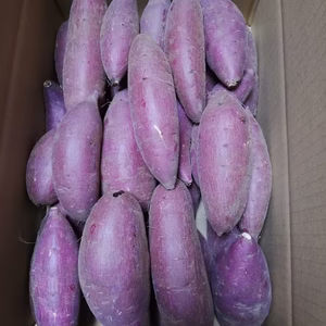 訳あり 自宅用 シルクスイート ５ｋｇ お得 送料一部地域無料