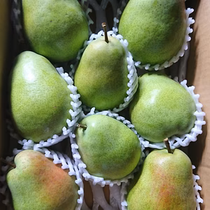 硬いうちに発送  フレミッシュビューティ　3キロ8玉