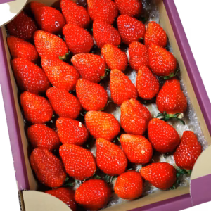 茨城県産いちご  贅沢パック　大容量 800g以上【やよいひめ】バラ詰め
