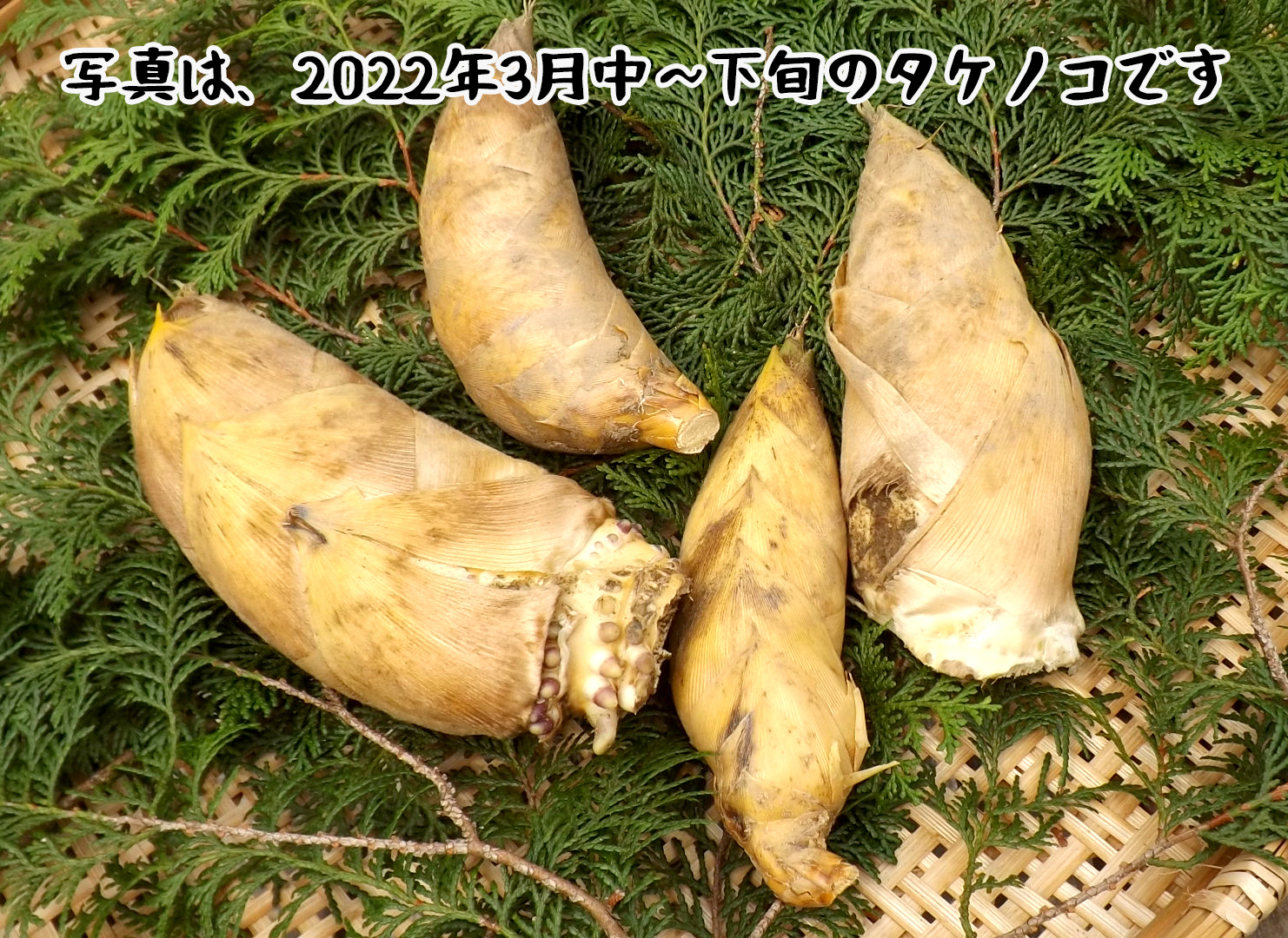 熊本県産 タケノコ 米ぬか箱込み１０キロ以内 - 野菜