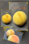 【2025年産】黄色い桃の食べ比べ✨黄金BOX✨家庭用