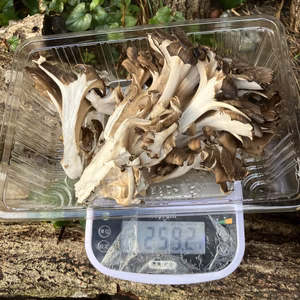 天然舞茸　約420グラム　早い者勝ち限定1箱