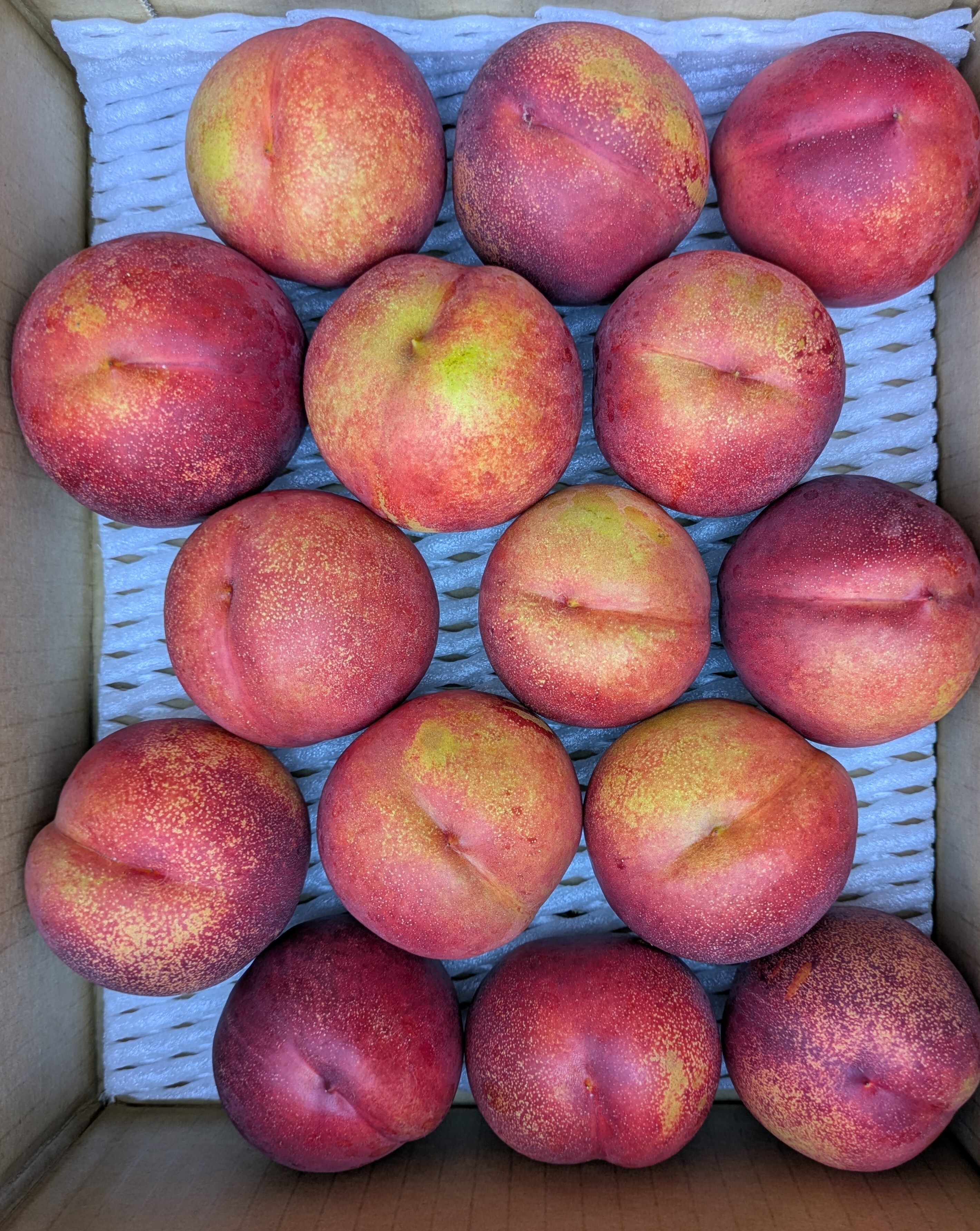 青森県産 大玉 エンパイア ネクタリン 3kg 2箱 青森県産ホワイト六片種にんにく 大玉 3kg(1kg×3ネット) 令和7年度産