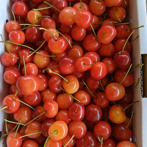 さくらんぼ紅秀峰規格外品