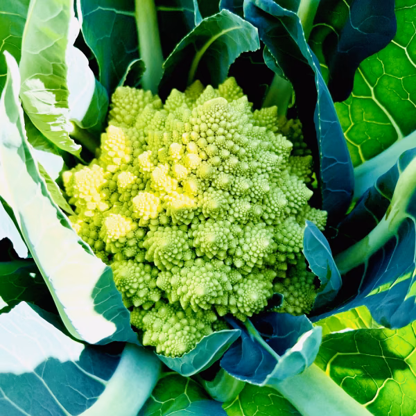 メタルロマネスコ詰め込みBOX‼️