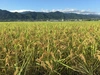 【自然栽培米】よんぱち(農林48号)玄米～もっちり甘いがお好きな方へ～
