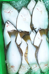 【カネサ お魚BOXセット】 船上活〆 季節の鮮魚セット　