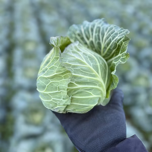 【期間限定】彦兵衛農園 ちびっこきゃべつ！