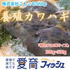 朝どれ鮮魚『養殖カワハギ』活〆付