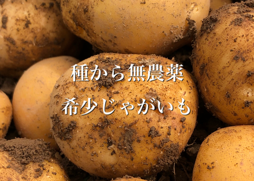 名限定販売 種から無農薬プロ用 家でお店のフライドポテトが食べれる 無農薬 農家漁師から産地直送の通販 ポケットマルシェ