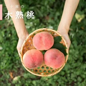 【６月下旬予約】山梨市からお届け「三十屋」の木熟桃(3kg 9-11玉)