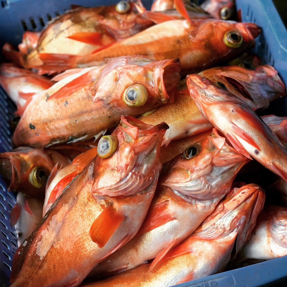お買い得 釣りたて ウスメバルbox 沖メバル 鮮魚 高級魚 農家漁師から産地直送の通販 ポケットマルシェ