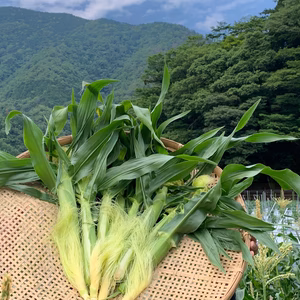 ナカタ様専用（ヤングコーン100本）