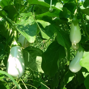 なす＊3兄弟/とろ～りパワーで夏を楽しもう！農薬/化学肥料・不使用