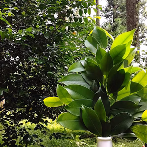 前日光 天照榊（てんてるさかき）2束