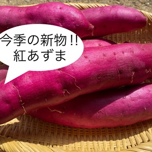 今季初の新物‼︎ほくほく感がたまらない‼︎「紅あずま」