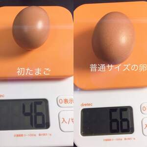 【ちびっこ赤たまご50個】『枯草菌』育ちの鶏の初たまご50個