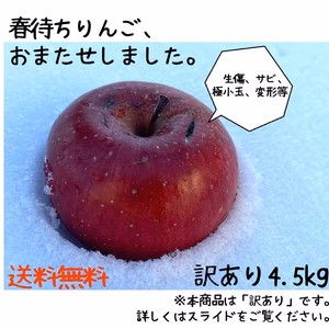 【最終便！送料無料！】春待ちりんご（訳あり　4.5kg）　大放出セール！！