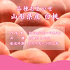【送料無料】山形県産 品種おまかせ 白桃3kg(7～9玉入り)