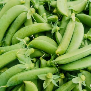 潮風 × 火山灰土が育てた甘くて美味しい！島のスナップエンドウ