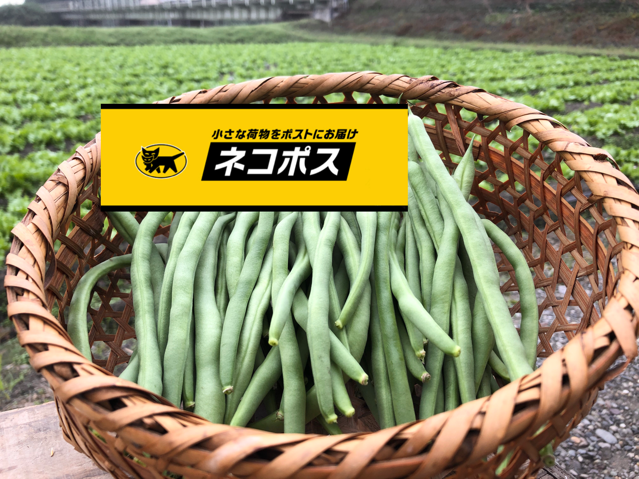葉取らず減農薬栽培 佐藤錦さくらんぼ500g×2パック実際には530g