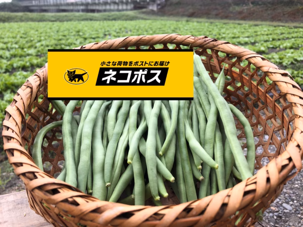 【無選別】袖ヶ浦産秋いんげん！