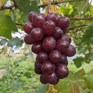 岡山県産ブドウ オリエンタルスター お手頃価格です