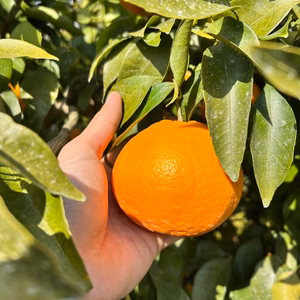 春よこい♪早春の完熟果実「はるみ」ご家庭用