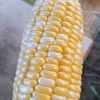 先行予約！極ウマ！スイートコーン！ドルチェドリーム3kg！2022年5月発送分。