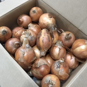 使い切り‼︎小玉タマネギ