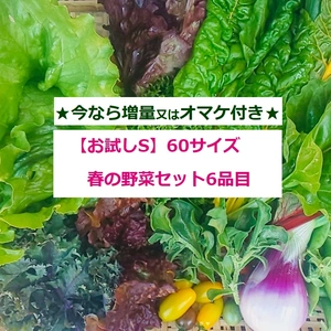 【お試しＳ】たてやまかおり菜園の『春の野菜セットS6品目』