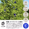 有機バタフライピー茶 10袋