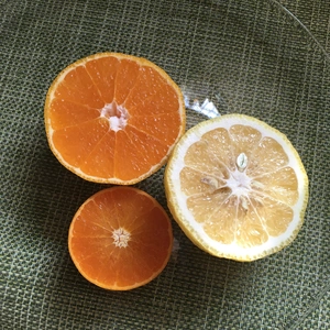 オレンジデ―5kg詳細見て！！小玉玉ねぎ＆かえりORちりめんの２種６箱