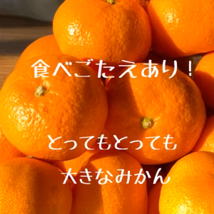 3Ⅼ以上サイズ　4㎏ 家庭用　山口岩国みかん 瀬戸内の恵み　　