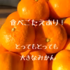 3Ⅼ以上サイズ　4㎏ 家庭用　山口岩国みかん 瀬戸内の恵み　　