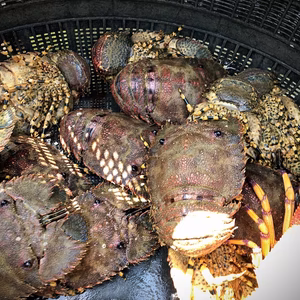 《訳あり》  ゾウリエビ　1,500円引き