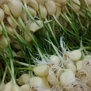 スプラウトにんにく  500g