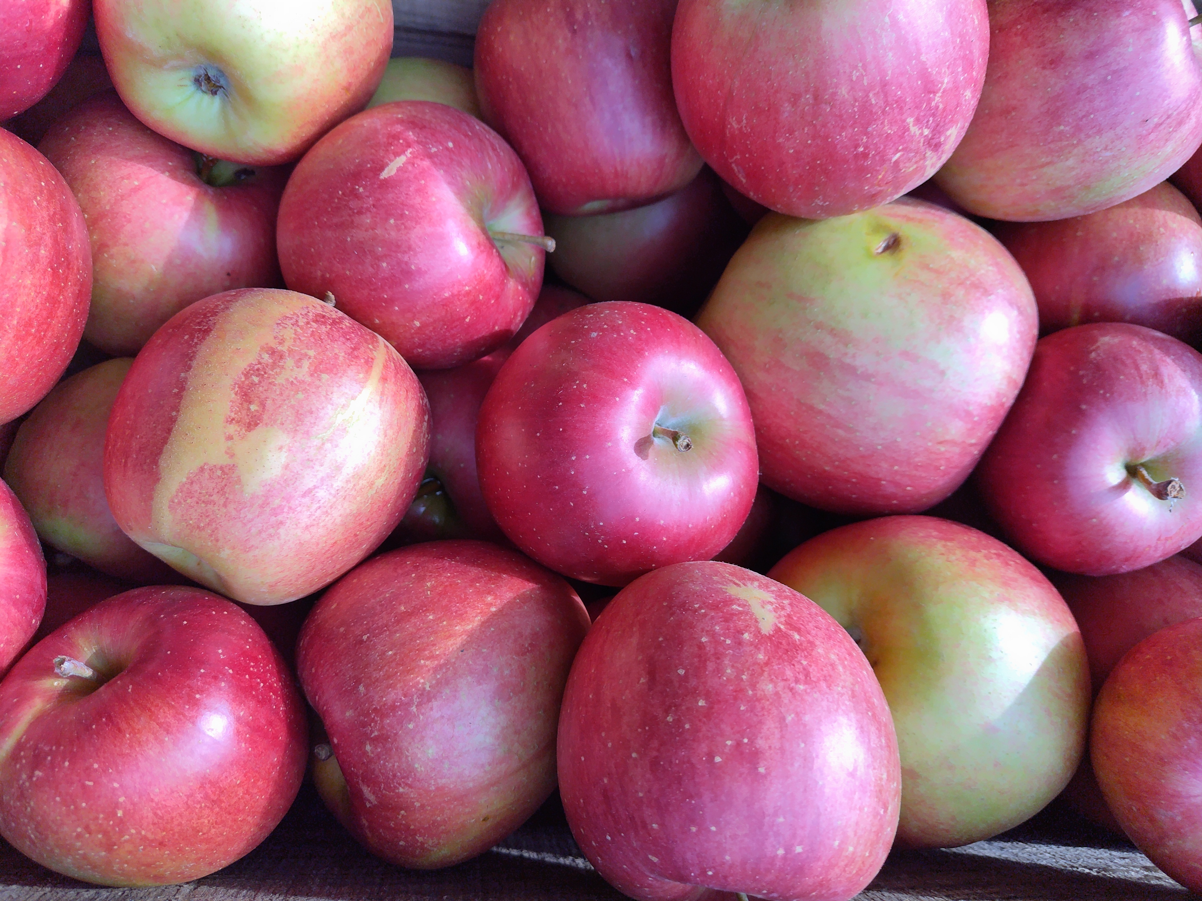 シナノスイート/ジャム、ジュース用にはもったいないりんご 10キロ・5