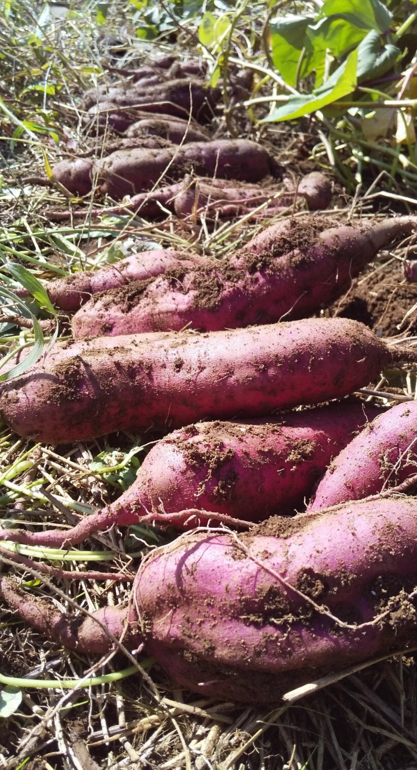 無農薬ブロッコリー 自然栽培 不耕起草生栽培 - 野菜