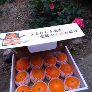 【お歳暮・贈答用】特選まどんな 化粧箱入10-12個