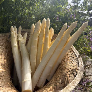 ホワイトアスパラ　2Lサイズ1キロ　香川県産「さぬきのめざめ」